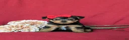 Yorkshire Terrier dogs for sale: Trinity 4.5 lbs Full Grown - Ad 1