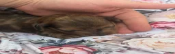 Miniature Dachshund dogs for sale: Pearl - Ad 23