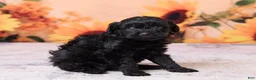 Mini Aussiedoodle dogs for sale: Allie - Ad 3