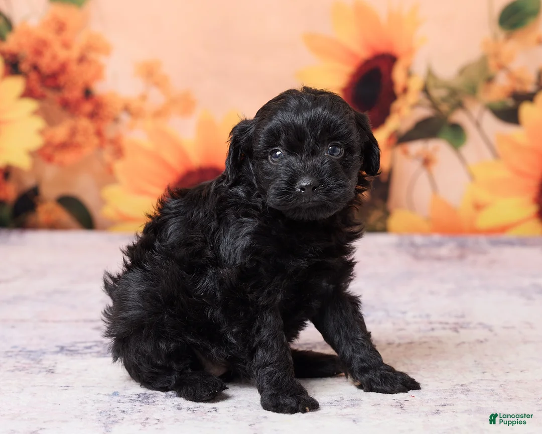 Mini Aussiedoodle dogs for sale: Allie - Ad 3