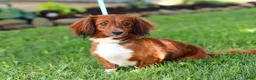 Miniature Dachshund dogs for sale: Grace - Ad 14