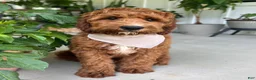Irish Doodle dogs for sale: Harrison - Ad 7