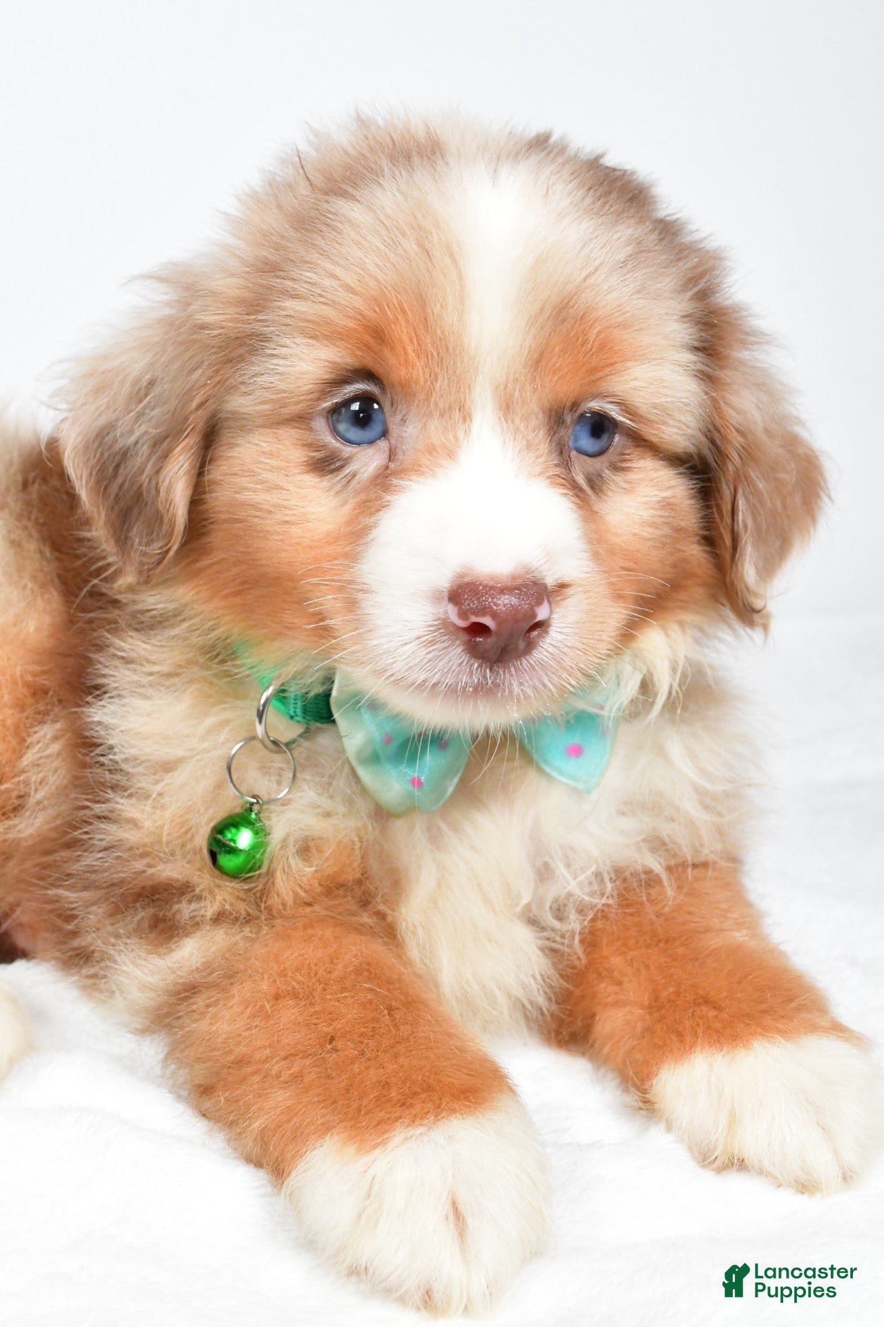Miniature Australian Shepherd dogs Jake - Ad 2