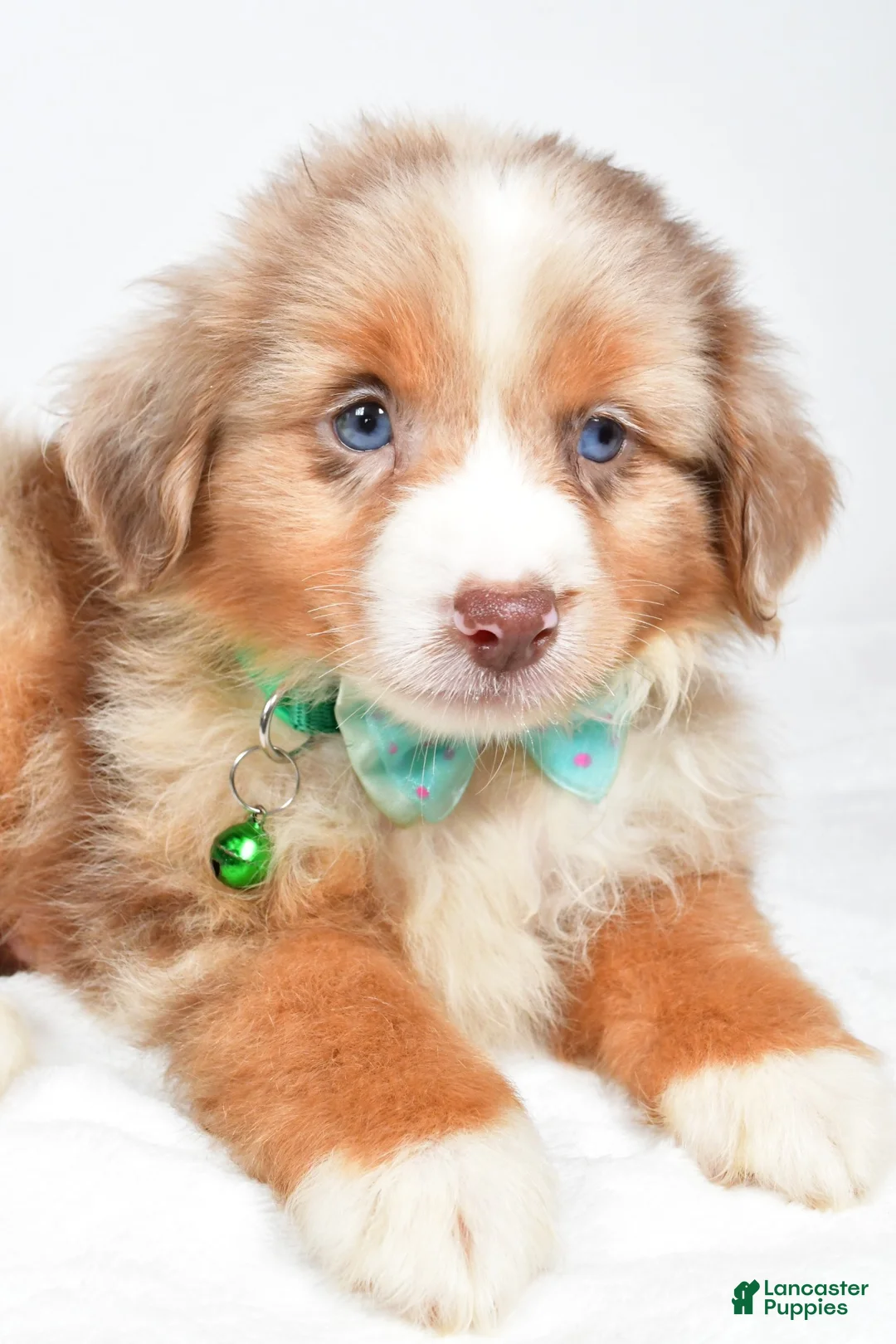 Miniature Australian Shepherd dogs for sale: Jake - Ad 2