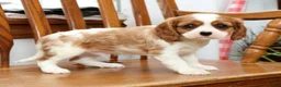 Cavalier King Charles Spaniel dogs for sale: Tommy - Ad 3