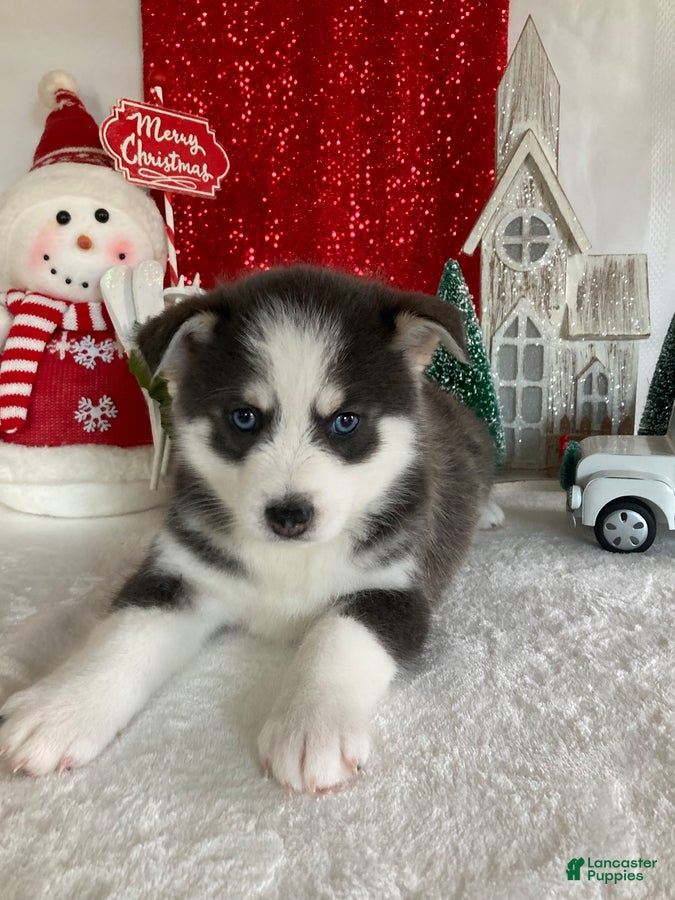 Pomsky dogs Max - Ad 2