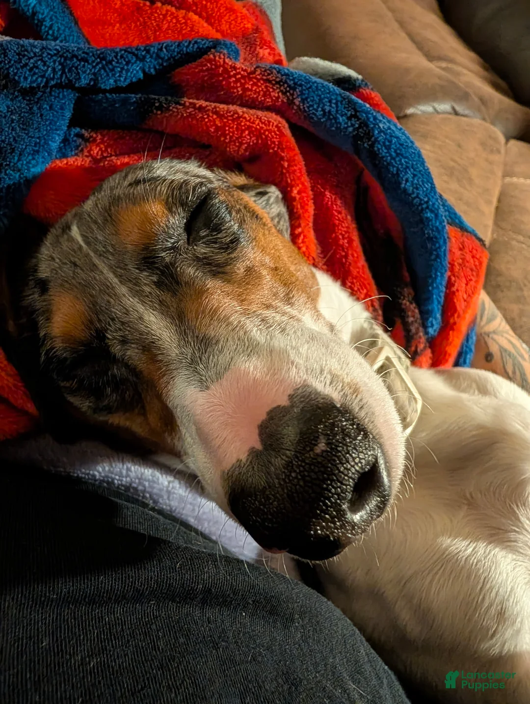 Dachshund dogs for sale: Bowie - Ad 5