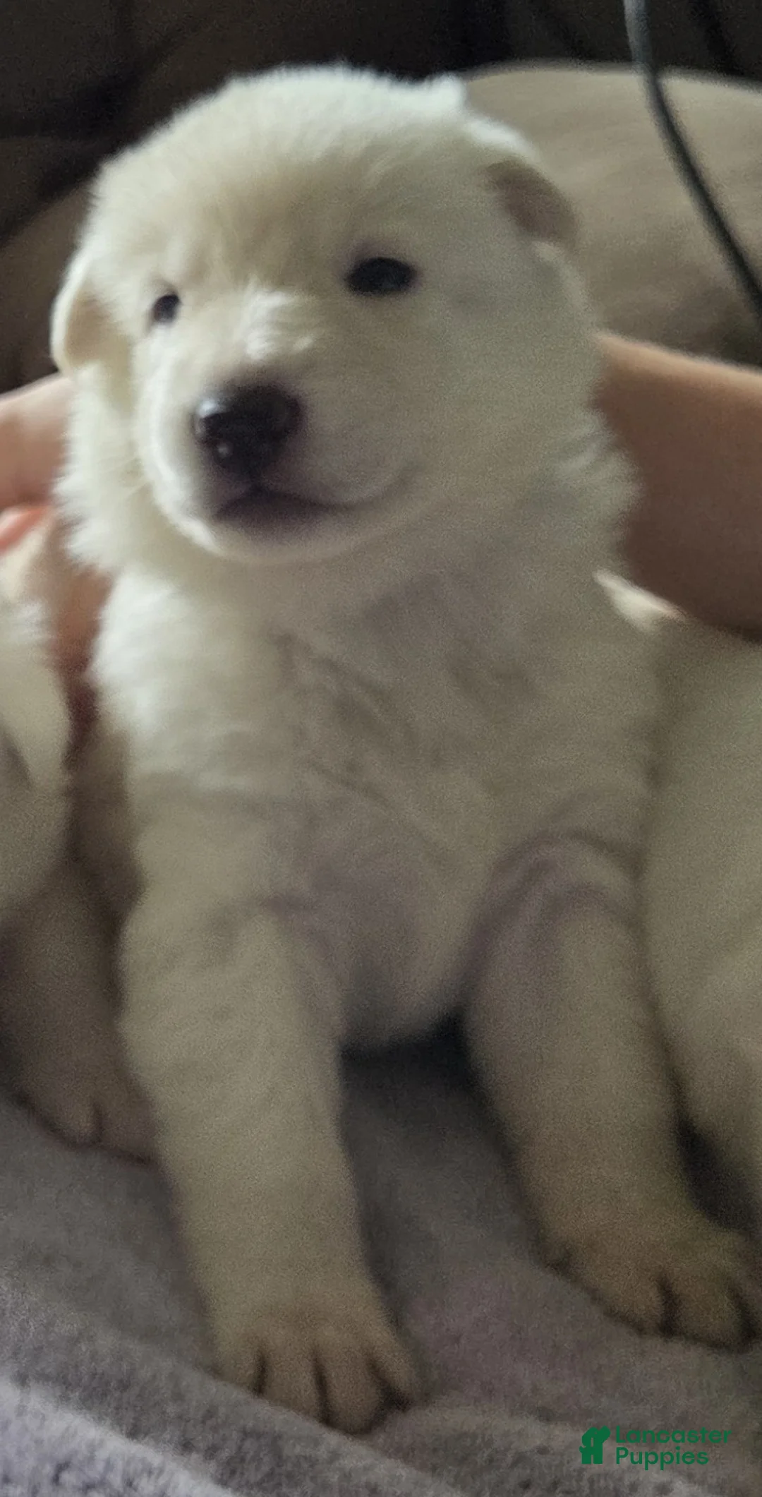 German Shepherd dogs for sale: Purple - Ad 2