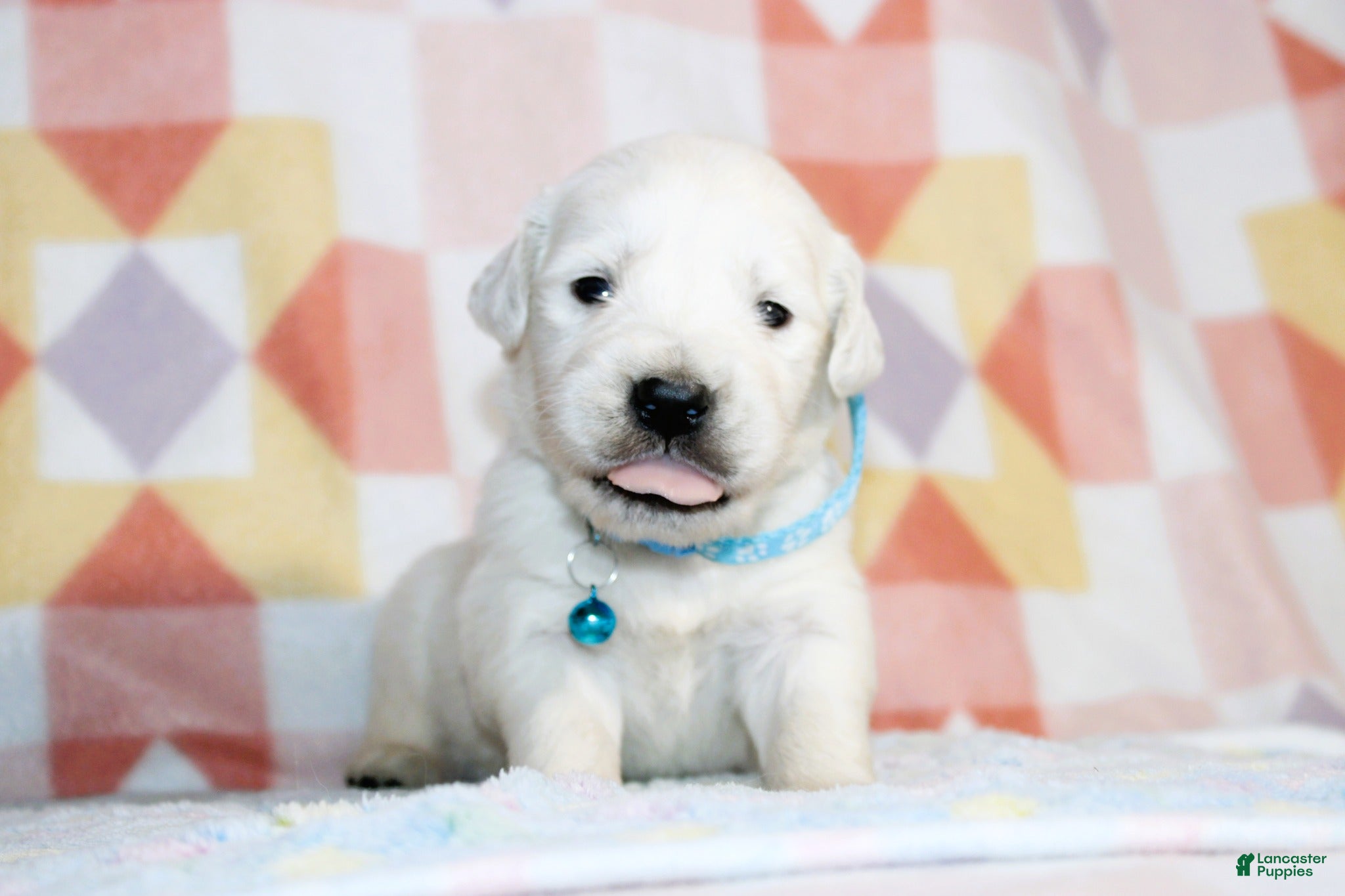 Golden Retriever dogs Theo - Ad 2