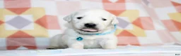 Golden Retriever dogs for sale: Theo - Ad 2