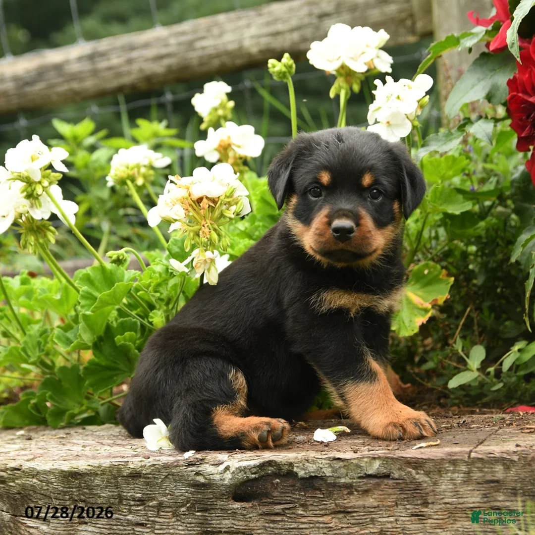 Rottweiler dogs for sale: Lizzie - Ad 3