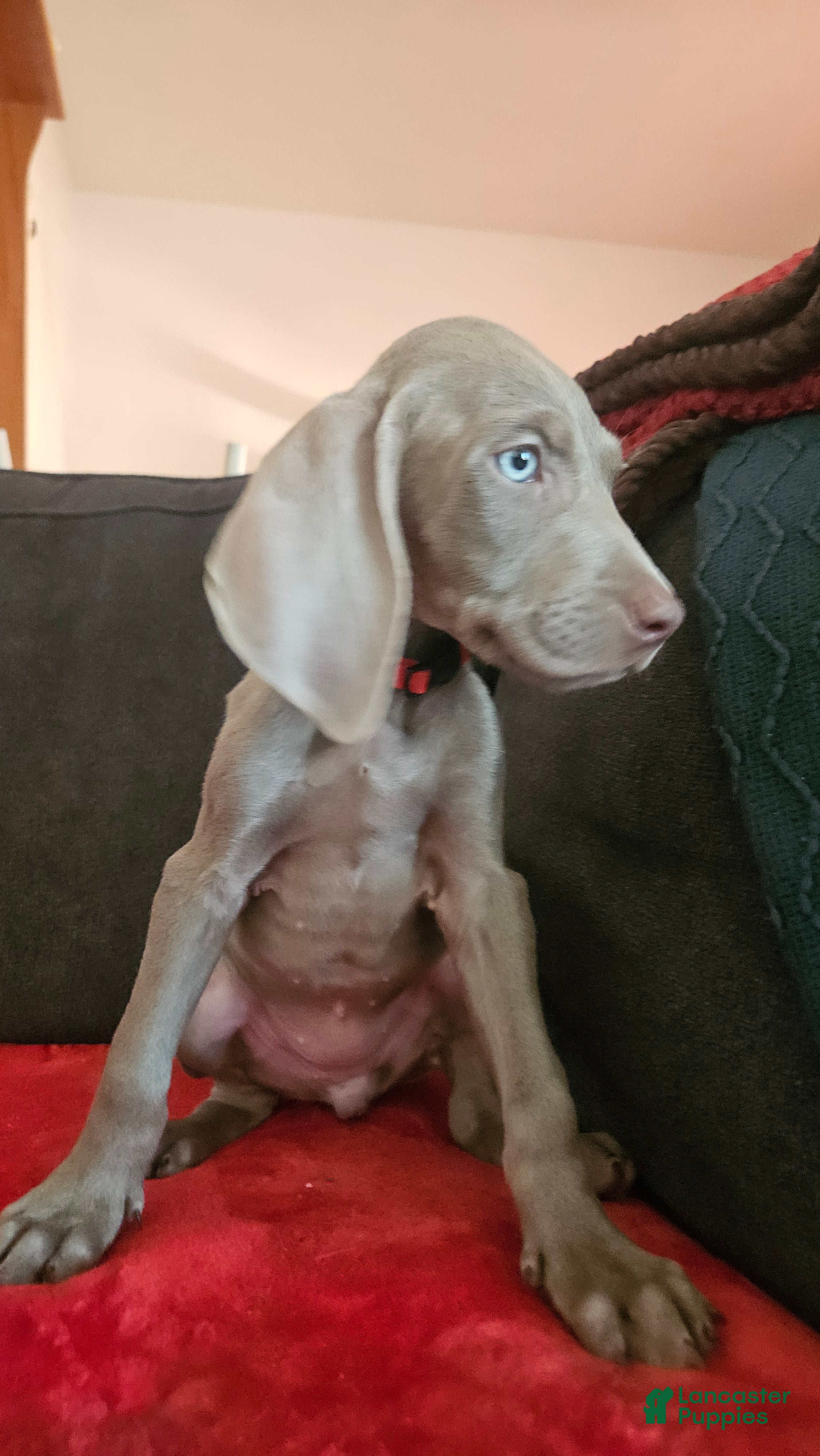 Weimaraner dogs Weimaraner 10 - Ad 6