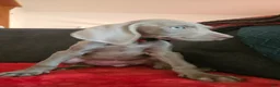 Weimaraner dogs for sale: Weimaraner 10 - Ad 1