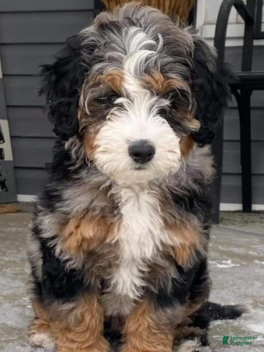 Gallery Image {{count}}