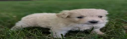 Pomapoo dogs for sale: Sunflower - Ad 1
