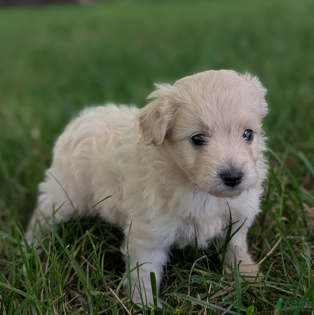 Pomapoo dogs for sale: Sunflower - Ad 1