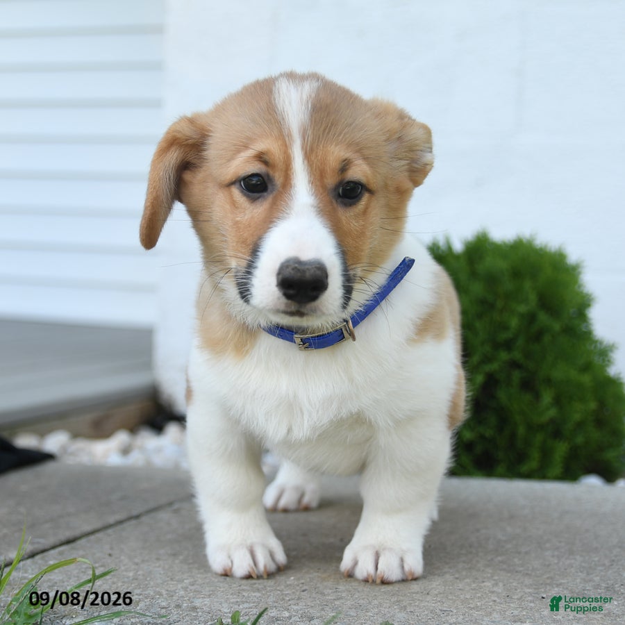 Welsh Corgi Pembroke dogs Banner - Ad 1