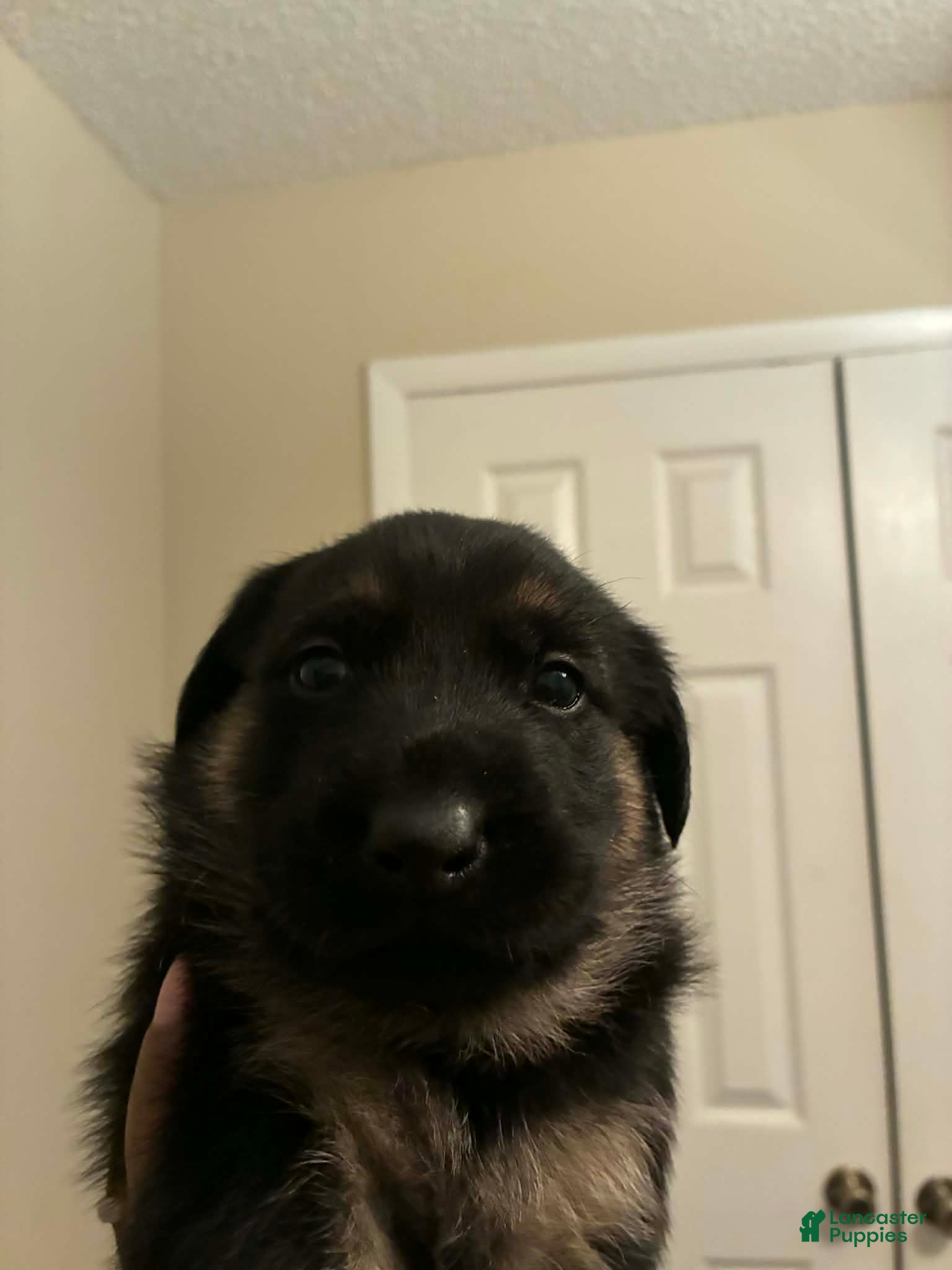 Mixed Breed dogs Mixed Breed Puppy 4 - Ad 29