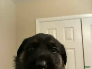 Mixed Breed dogs Mixed Breed Puppy 4 - Ad 29