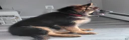 German Shepherd dogs for sale: Krypton Z Doliny Debow  - Ad 3