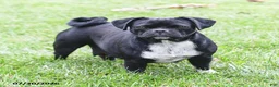Pug dogs for sale: Bindy - Ad 6