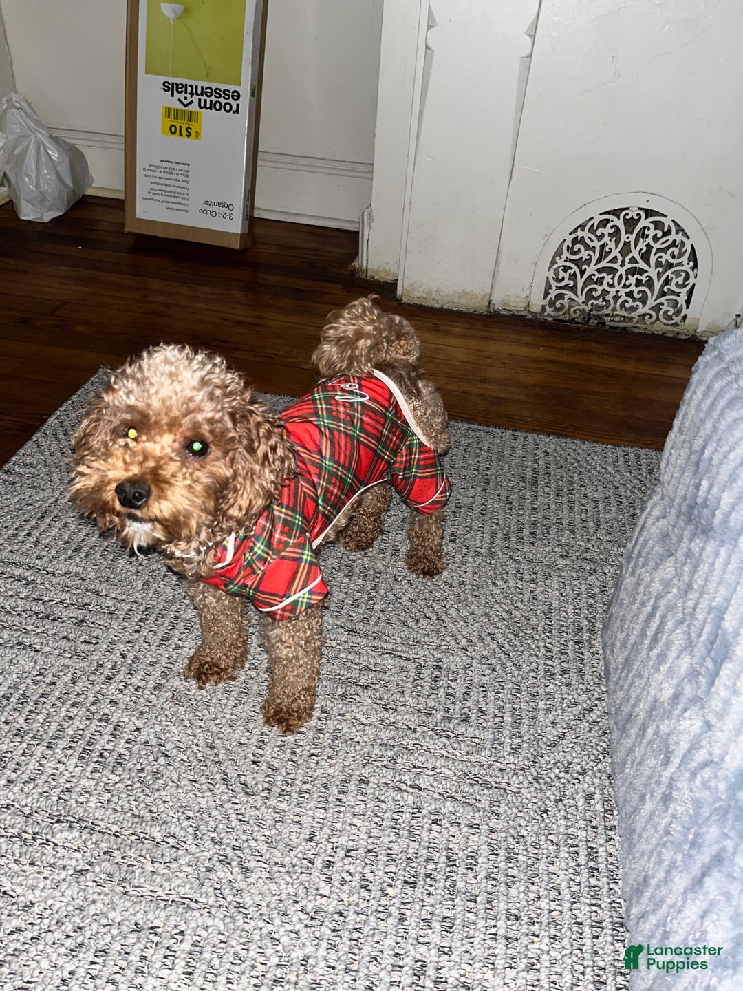 Mini Goldendoodle dogs for sale: Mini Goldendoodle Puppy 1 - Ad 2