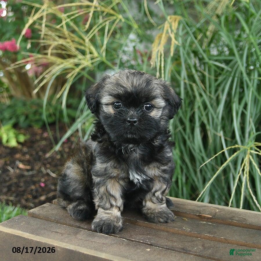 Mixed Breed dogs Maisy  - Ad 1
