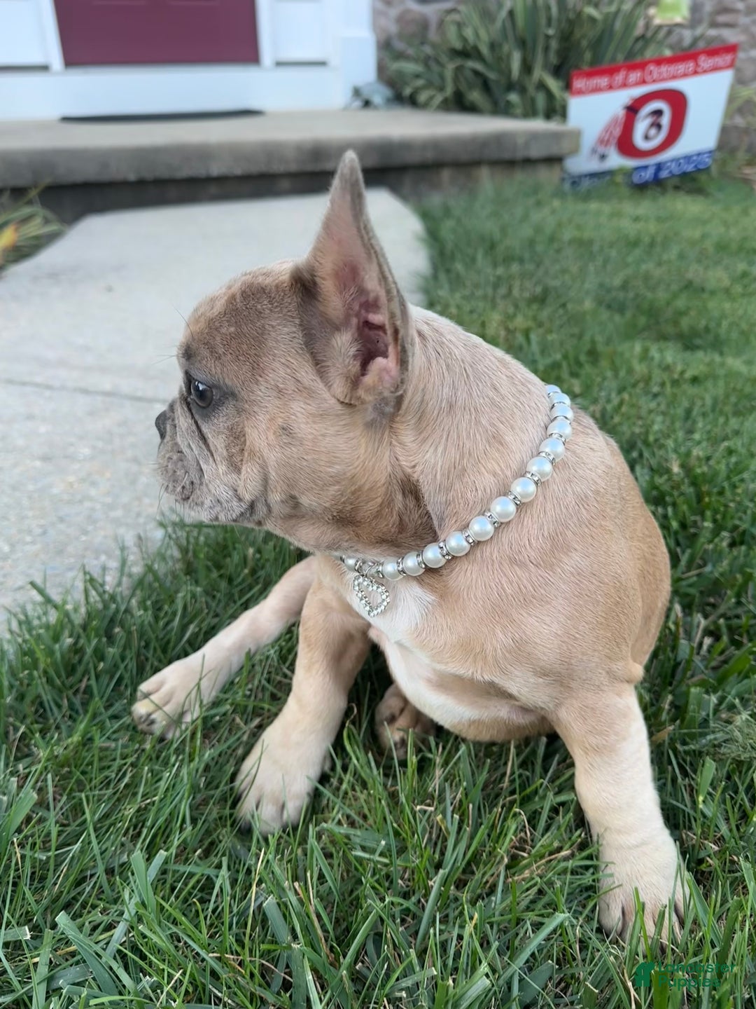 French Bulldog dogs for sale: Trina - Ad 2