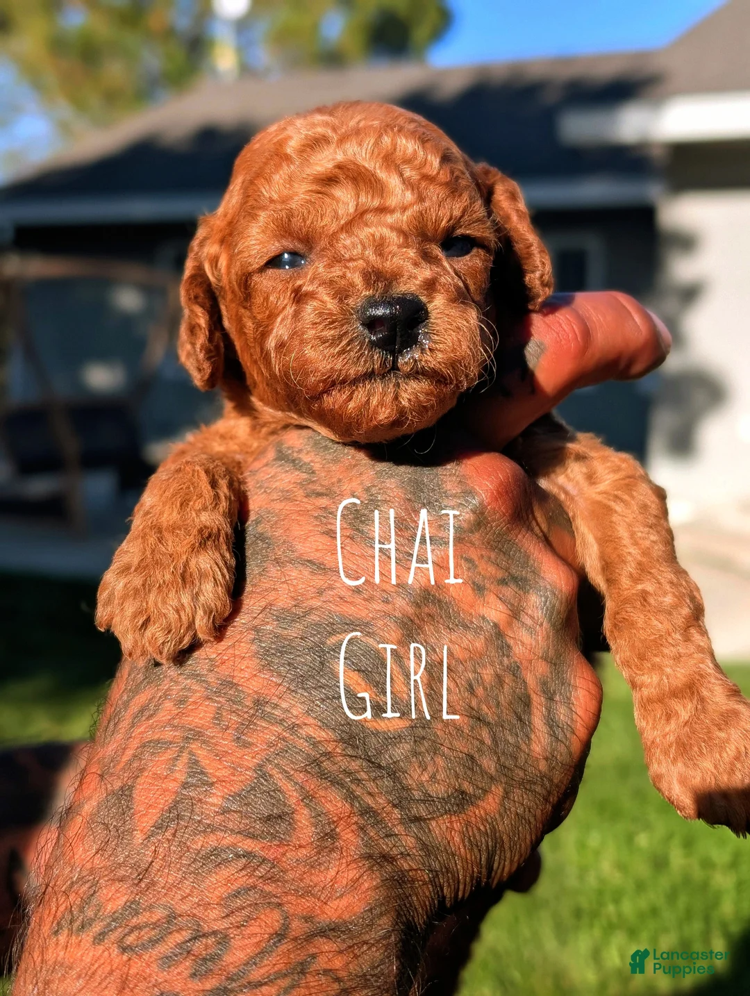 Mini Goldendoodle dogs for sale: CHAI - Ad 1