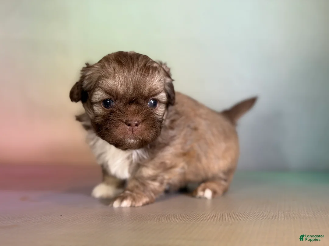 Pekapoo dogs for sale: Milky Way DNA tested parents - Ad 1