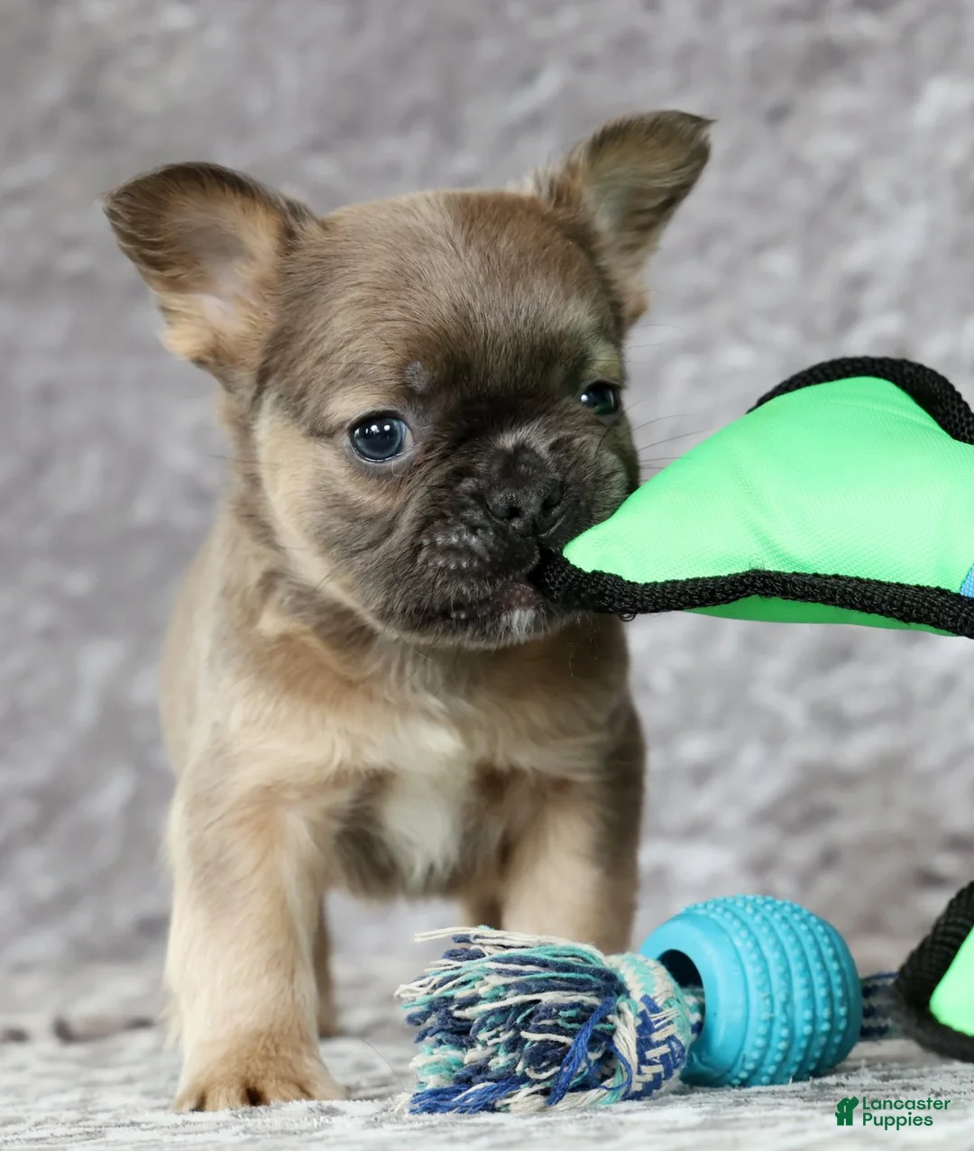 French Bulldog dogs for sale: Nick - Ad 7