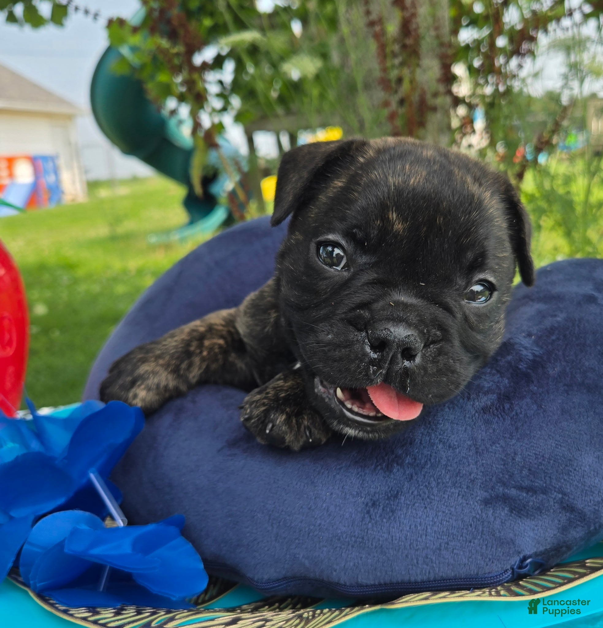 Olde English Bulldogge dogs Howard - Ad 1