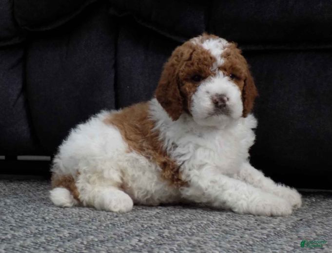 Miniature Poodle dogs Rocky - Ad 2