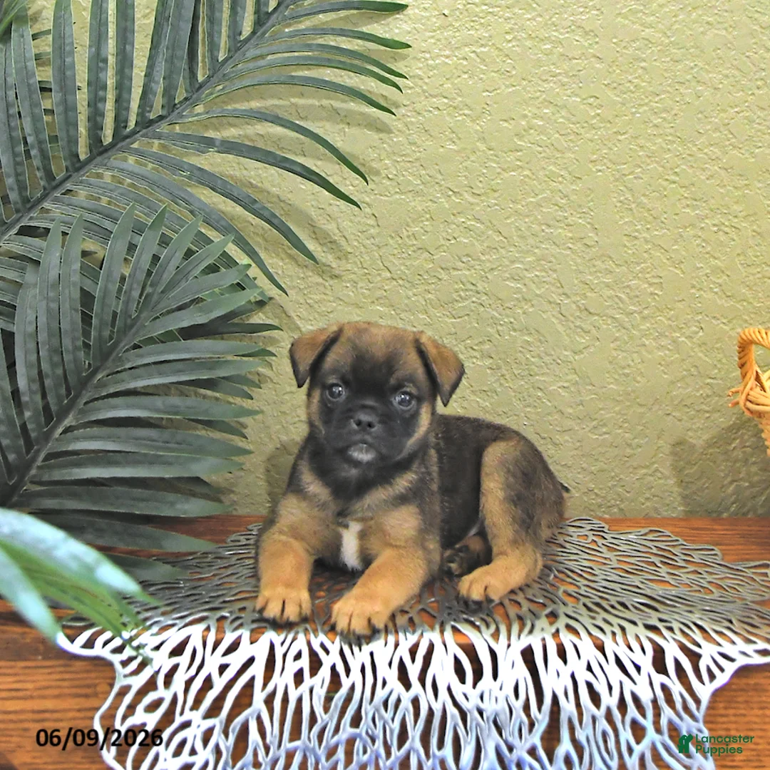 Mixed Breed dogs for sale: Copper - Ad 2