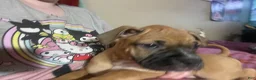 Mixed Breed dogs for sale: Mixed Breed Puppy 3 - Ad 3
