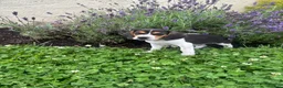 Beagle dogs for sale: Anchor  - Ad 4