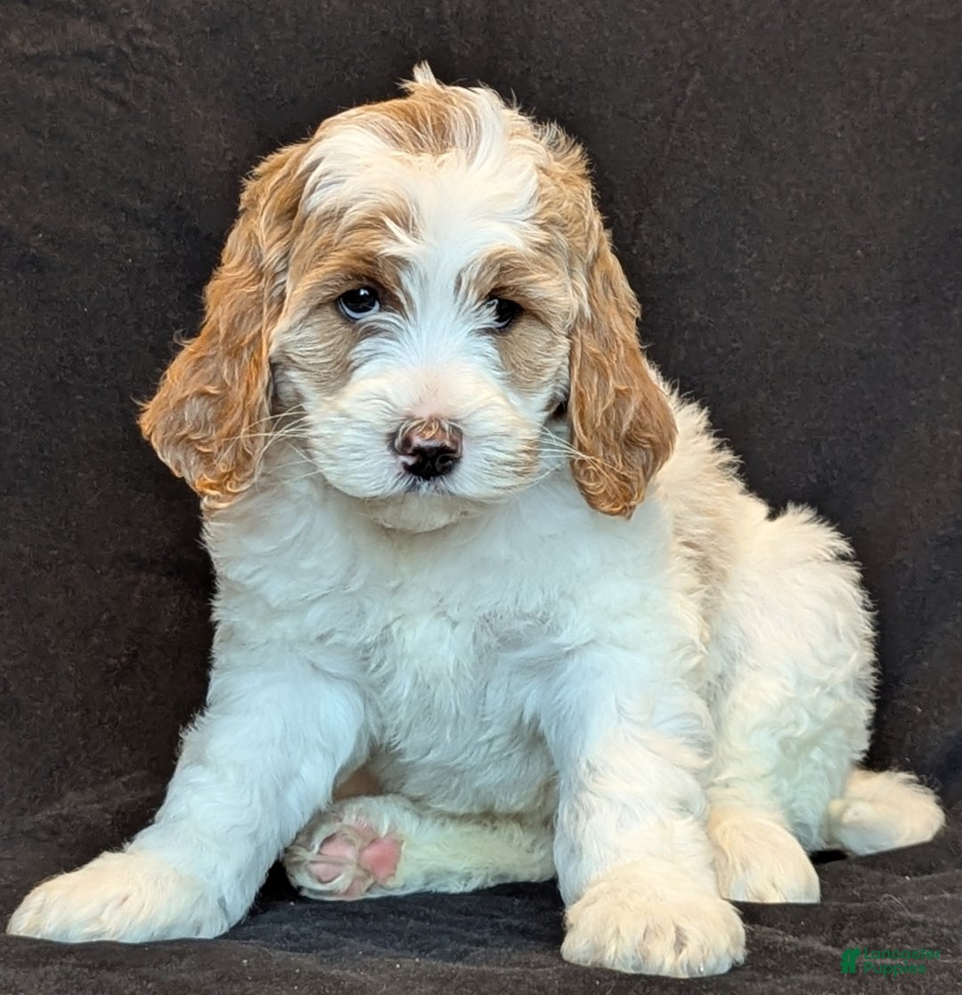 Goldendoodle dogs for sale: Honey  - Ad 3