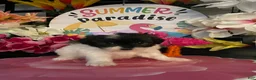 Shihpoo dogs for sale: Shih Tzu Puppy 2 - Ad 3