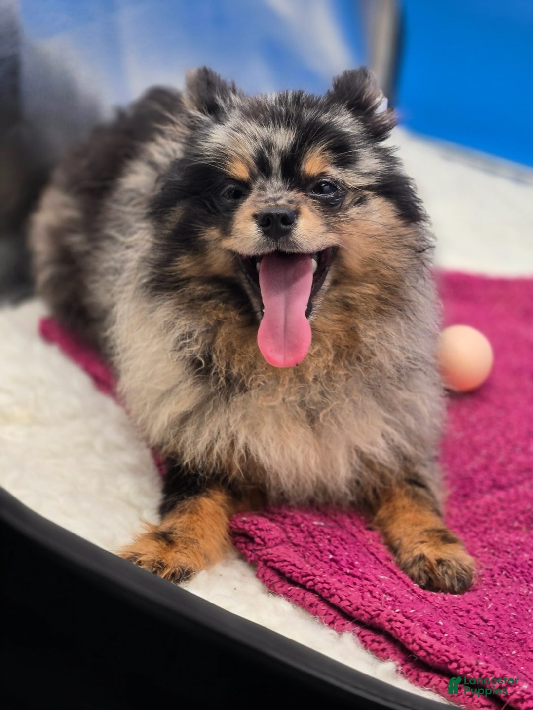 Pomsky dogs for sale: Logan - Ad 8