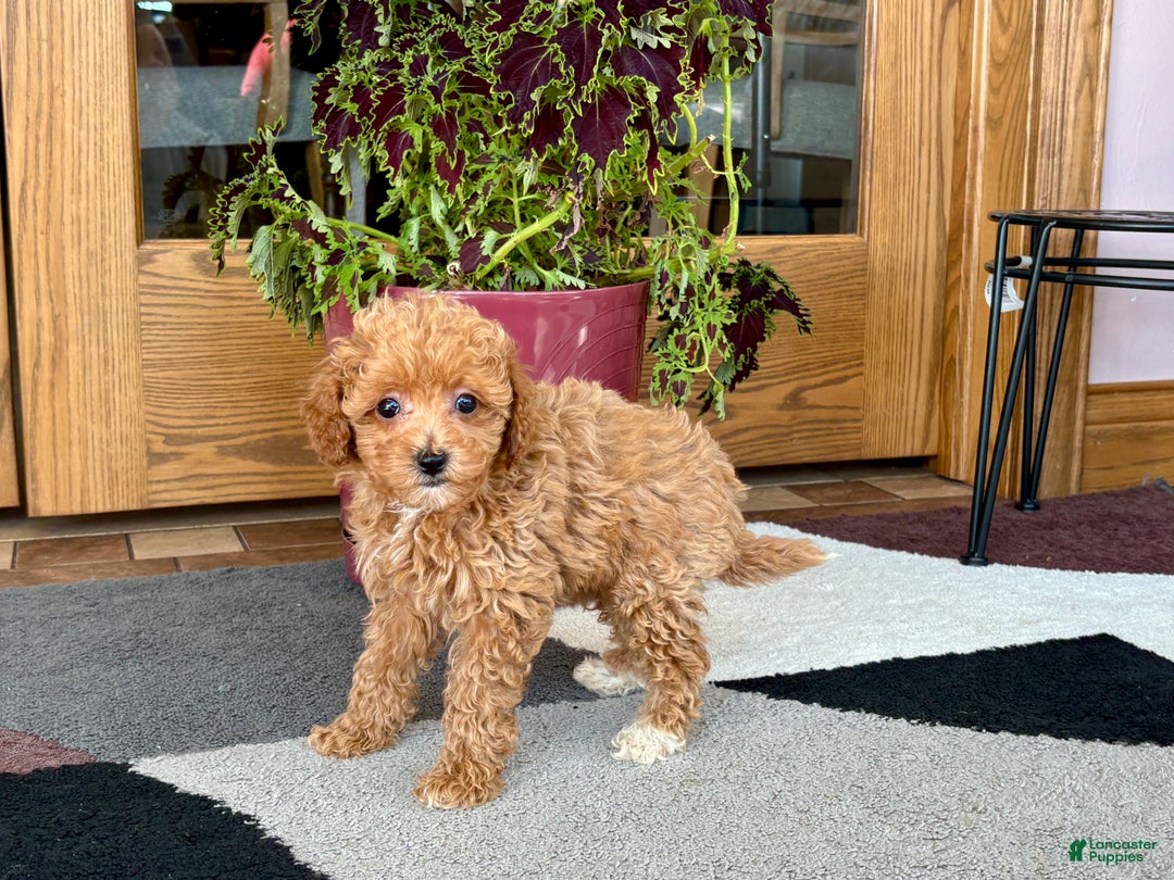 Maltipoo dogs for sale: Maltipoo Puppy 1 female  - Ad 4