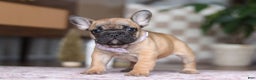 French Bulldog dogs for sale: Sadie - Ad 2