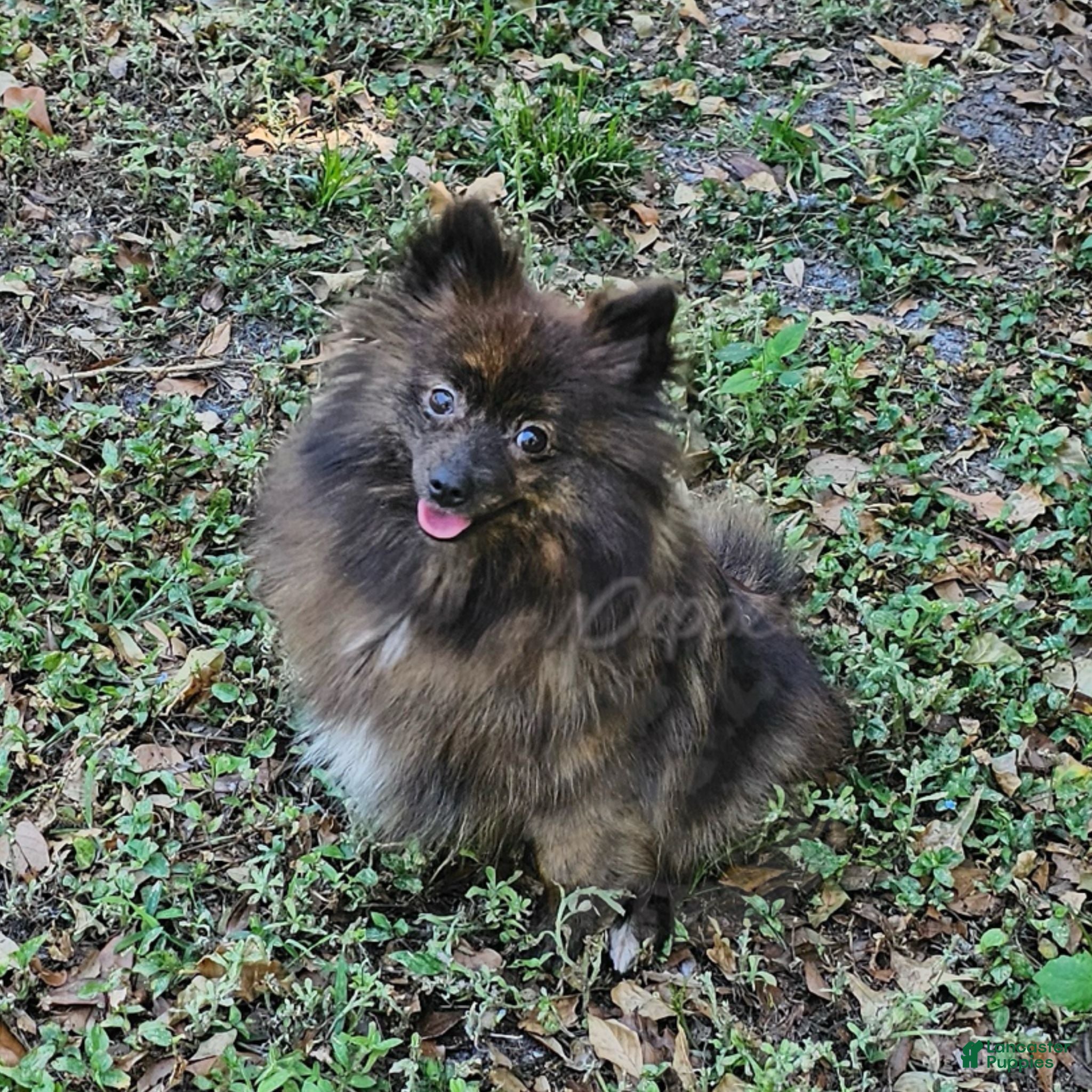Pomeranian dogs Pepper's Love Buzz - "Buzz" - Ad 2