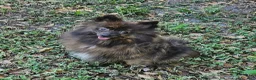 Pomeranian dogs for sale: Pepper's Love Buzz - "Buzz" - Ad 2