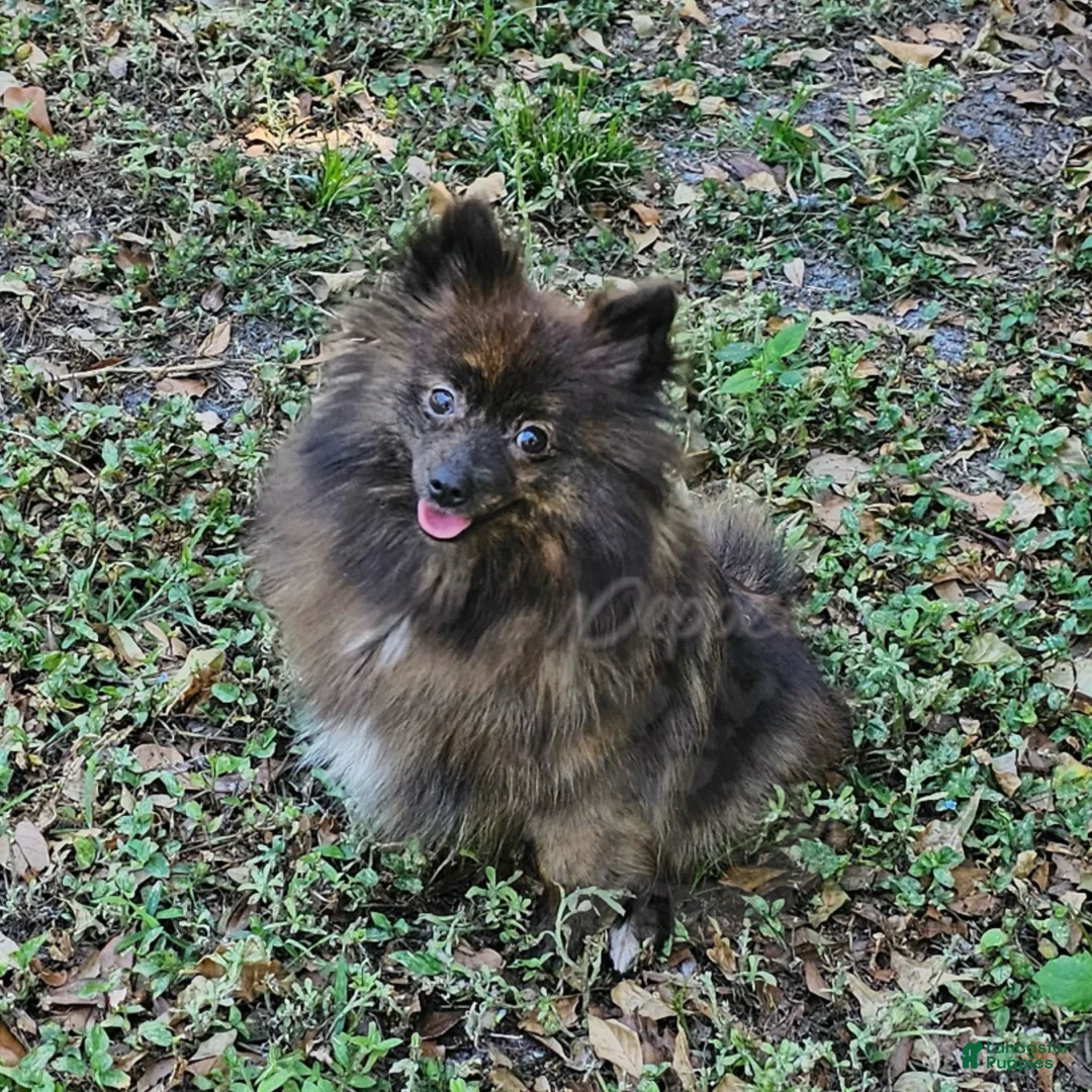 Pomeranian dogs for sale: Pepper's Love Buzz - "Buzz" - Ad 2