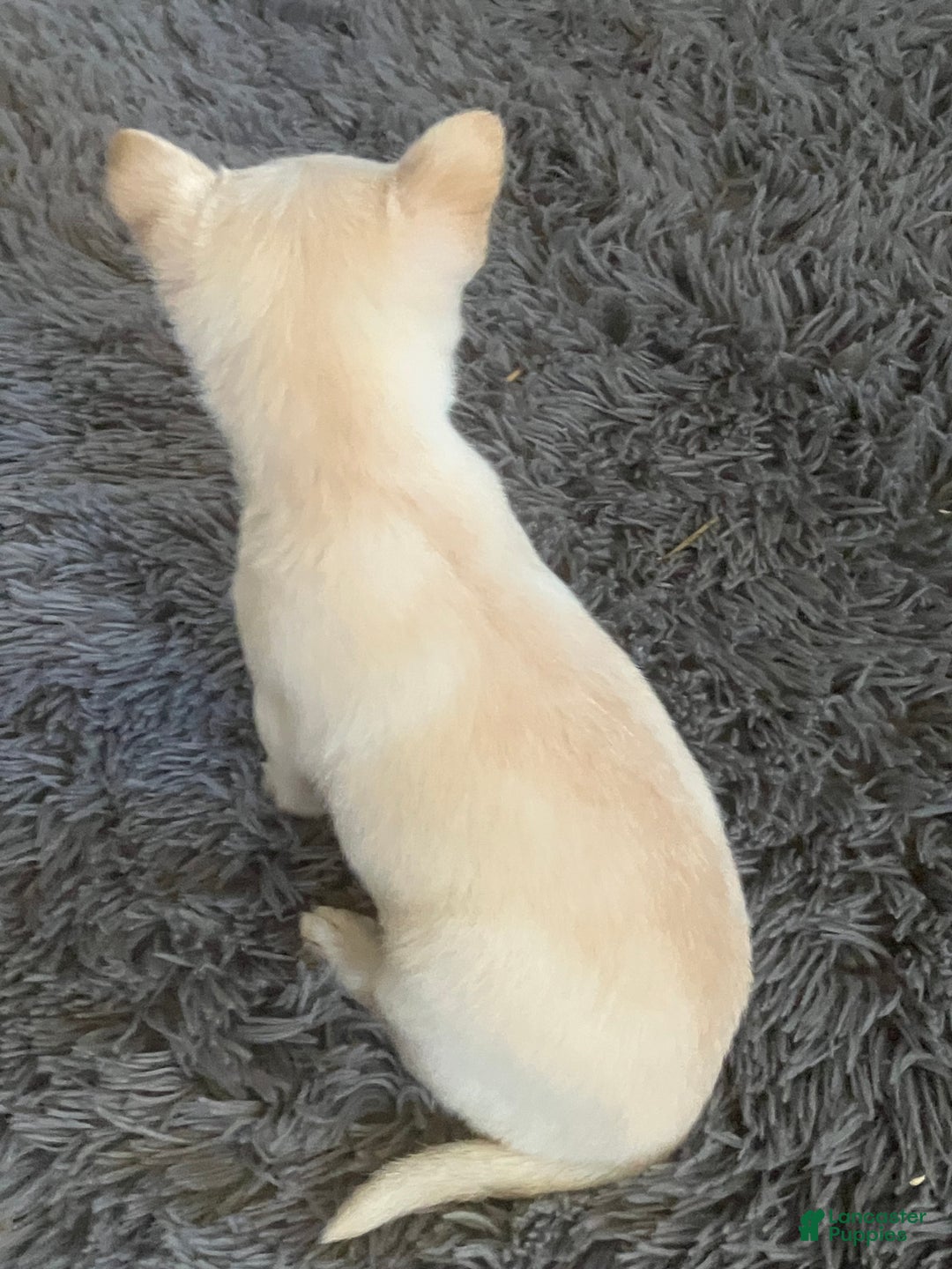 Chihuahua dogs for sale: Kelly - Ad 4