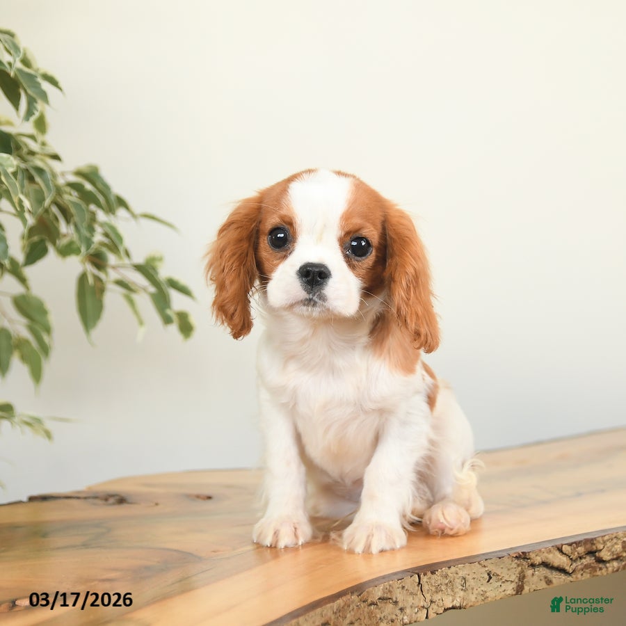 Cavalier King Charles Spaniel dogs Cash - Ad 2