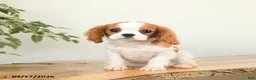 Cavalier King Charles Spaniel dogs for sale: Cash - Ad 2