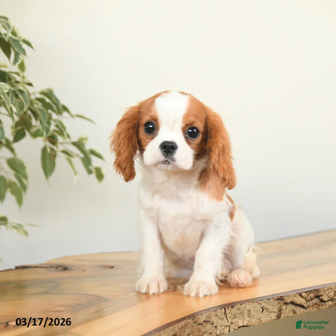 Cavalier King Charles Spaniel dogs for sale: Cash - Ad 2