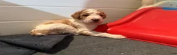 Standard Poodle dogs for sale: Spain - Ad 3