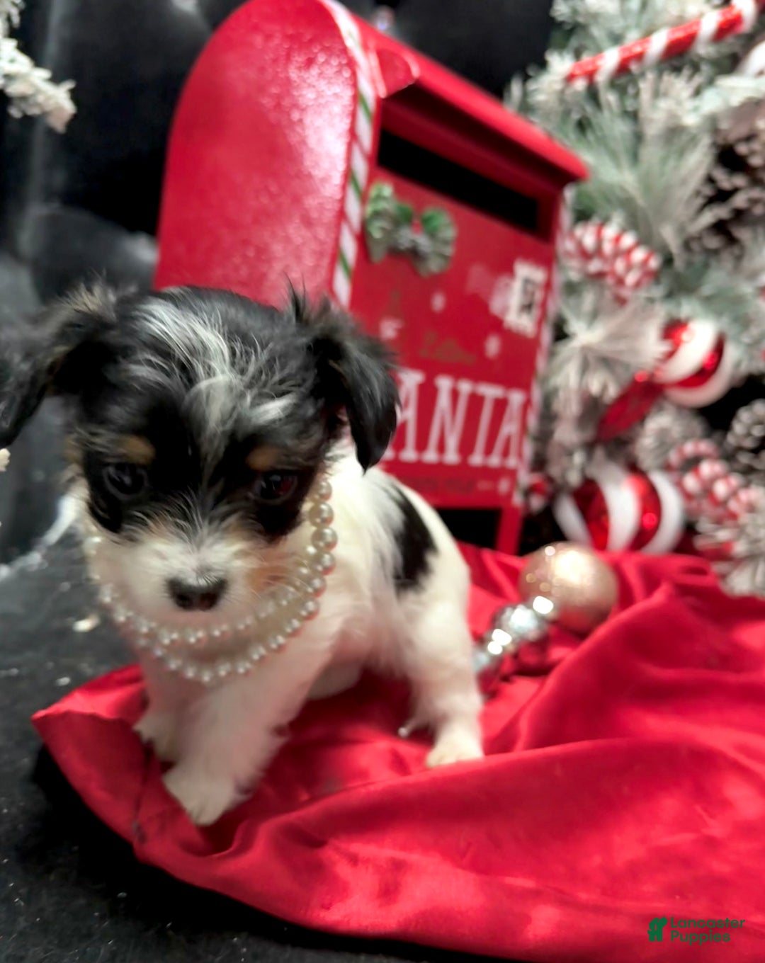 Yorkshire Terrier dogs for sale: Alfredo - Ad 3